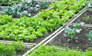 Photo: Garden with Fresh Lettuce