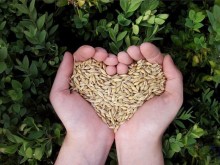 Photo: Hands holding grains in the shape of a heart