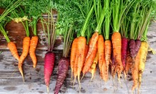 Picture: Organic Carrots