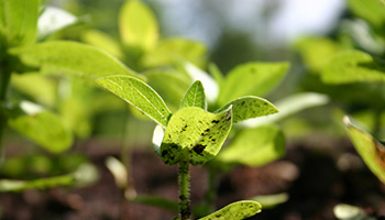 Photo: Seedling