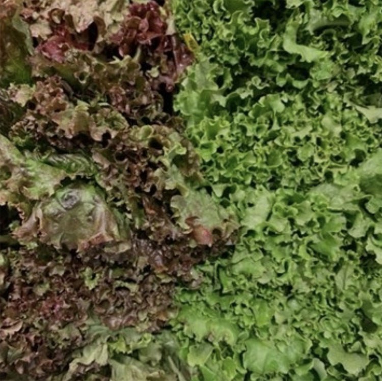Photo: Red and Green Lettuce