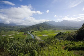 写真:ハワイにある農園
