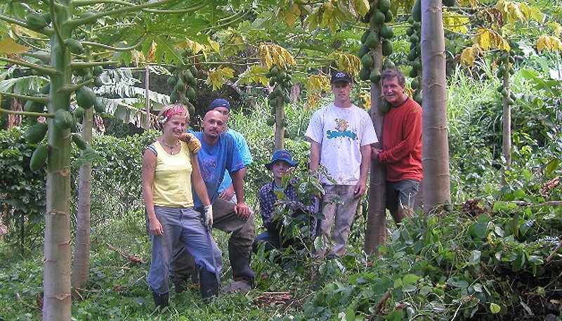 Photo: Papaya Farmers in Hawaii