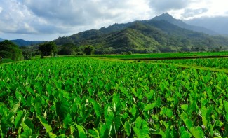 Photo: Mountains and taro fields