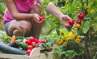 Photo: Fresh Garden Vegetables