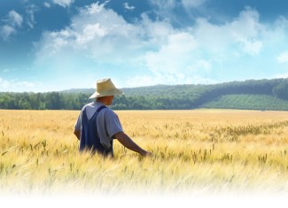 Photo: Man in a Wheat Field