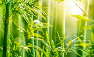 Photo: Bamboo Forest