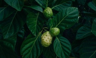 Photo: Noni Tree with Fruit