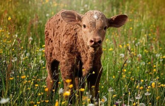 Photo: Baby Calf