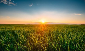 Photo: Corn Field