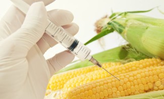 Photo: Corn in genetic engineering laboratory