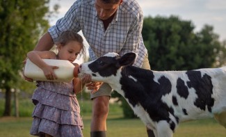 Photo: Young girl feeding calf