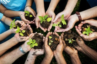 Photo: Group of People Holding Seedlings in Soil