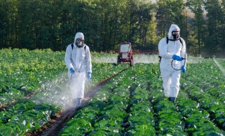 Photo: Farmers spraying pesticides