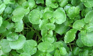 Photo: Water Cress