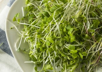 Photo: Sprout Salad