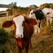 Photo: Cows on a farm