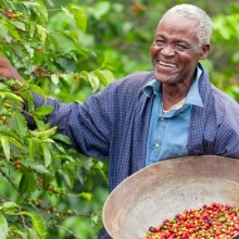Photo: Kenyan fair trade coffee farmer