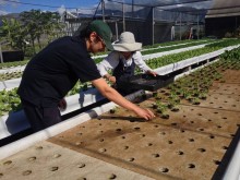 Photo: Farmers Planting Seedlings at Ili’ili Farms