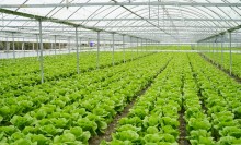 Photo: Plants growing in a greenhouse