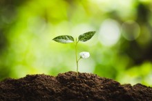 Picture: Healthy Plant and Soil