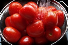 Picture: Washing Tomatoes