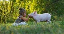 Picture: Little girl loving a pig 