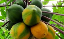 Photo: Papaya Tree