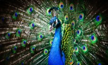 Photo: Peacock