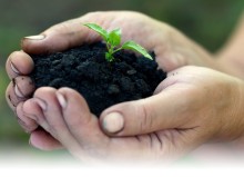 Photo: Hands Holding Seedling in Soil