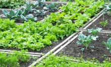 Photo: Lettuce Growing in a Field