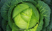 Photo: Cabbage