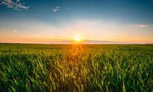 Photo: Corn in field