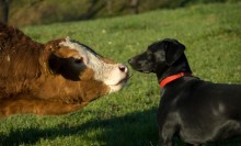 Photo: Cow with a Farm Dog