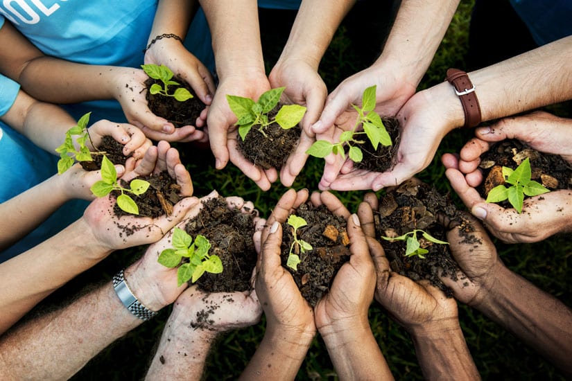 Photo: Hands holding seedlings